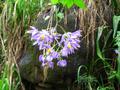 italian jasmine