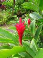 red ginger