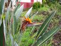birds of paradise