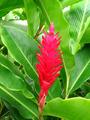 red ginger