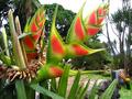 rainbow heliconia