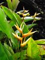 parrots beak heliconia