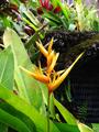 parrots beak heliconia