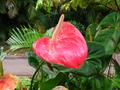 red anthurium