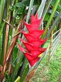 red heliconia