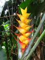 yellow heliconia