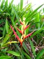 parrots beak heliconia