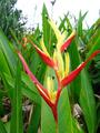 parrots beak heliconia