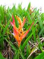 parrots beak heliconia