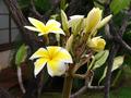 plumeria