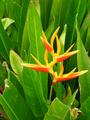 parrots beak heliconia