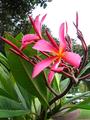 giant pink plumeria