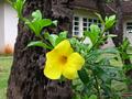 yellow trumpet
