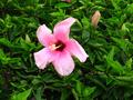 red chinese hibiscus