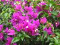 purple bougainvillea