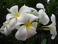 plumeria