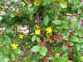 ochna serrulata (mickey mouse)