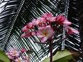 plumeria