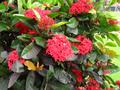 ixora coccinea (jungle geranium)