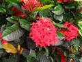ixora coccinea (jungle geranium)