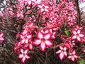 desert rose