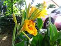 canna lilly