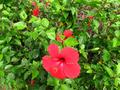 red chinese hibiscus