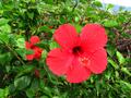 red chinese hibiscus