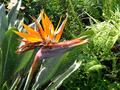 birds of paradise