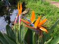 birds of paradise