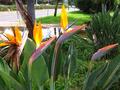 birds of paradise