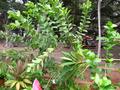 guava tree