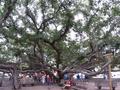 banyan tree
