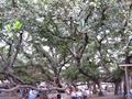 banyan tree
