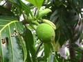 breadfruit tree