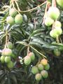 mango tree