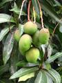 mango tree