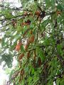 tamarind tree