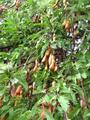 tamarind tree