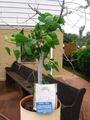 Bodhi tree