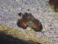 scorpion fish at the aquarium