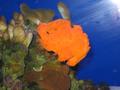 frog fish at the aquarium