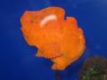 from fish at the aquarium