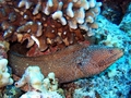 whitemouth moray