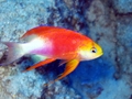 hawaiian longfin anthias