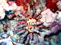 rough-spined urchin