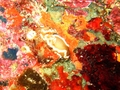 red margin nudibranch