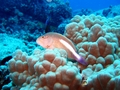 arc-eye hawkfish