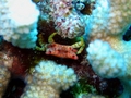 little tiny red crab