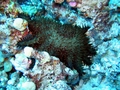 crown of thorns